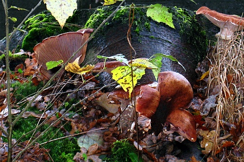Vennenbos (19)